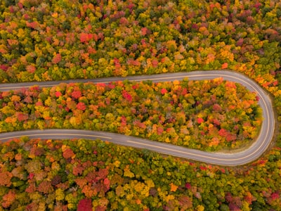 树间蜿蜒的道路